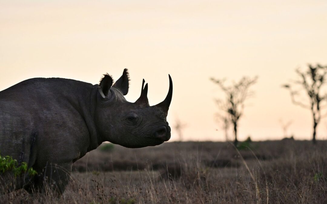 RHINO BOND SOLD BY WORLD BANK IN FIRST ISSUANCE OF ITS KIND